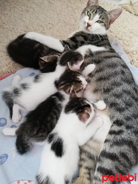 Tekir Kedi, Kedi  Mia, Lokum, Sakız, Karam, Salep fotoğrafı