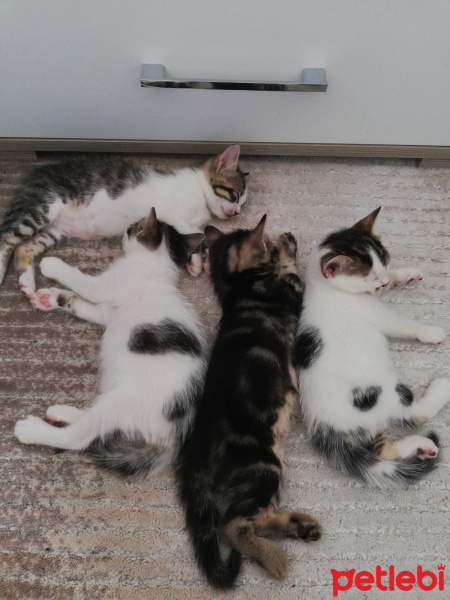 Tekir Kedi, Kedi  Mia, Lokum, Sakız, Karam, Salep fotoğrafı