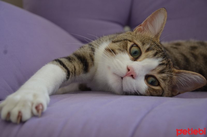 Tekir Kedi, Kedi  Çakıl fotoğrafı