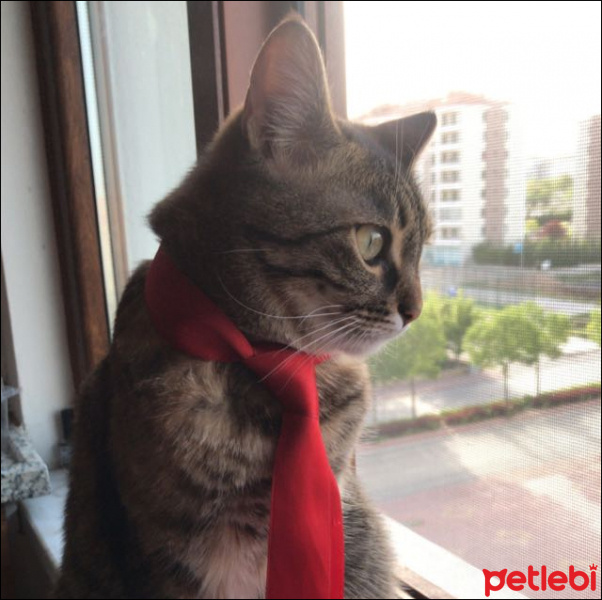 Tekir Kedi, Kedi  Patik fotoğrafı