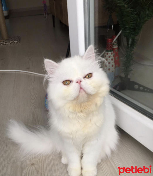 İran Kedisi (Persian), Kedi  Kaktüs fotoğrafı