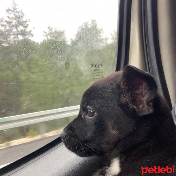 Alman Çoban Köpeği, Köpek  Şans fotoğrafı