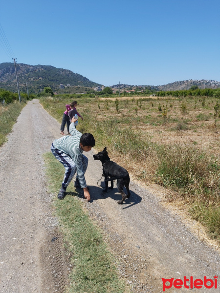 Alman Çoban Köpeği, Köpek  Şans fotoğrafı