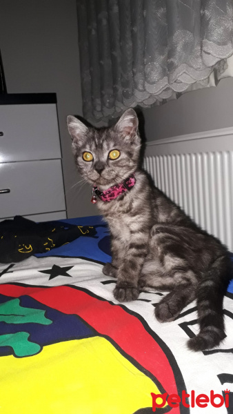 British Shorthair, Kedi  Duman fotoğrafı