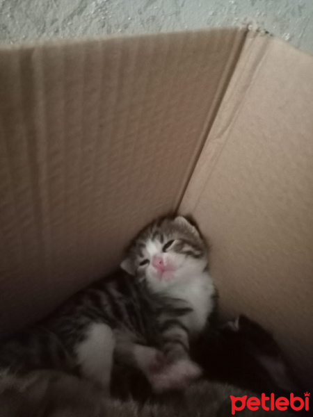 Tekir Kedi, Kedi  7 KEDİ YAVRUSU SÜTTEN KESİLİNCE SAHİPLENDİRİLECEK fotoğrafı