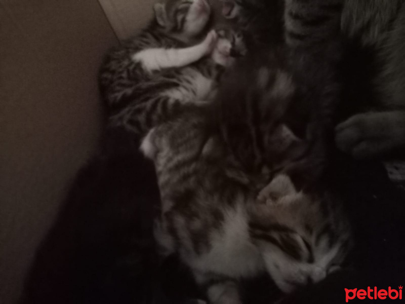 Tekir Kedi, Kedi  7 KEDİ YAVRUSU SÜTTEN KESİLİNCE SAHİPLENDİRİLECEK fotoğrafı