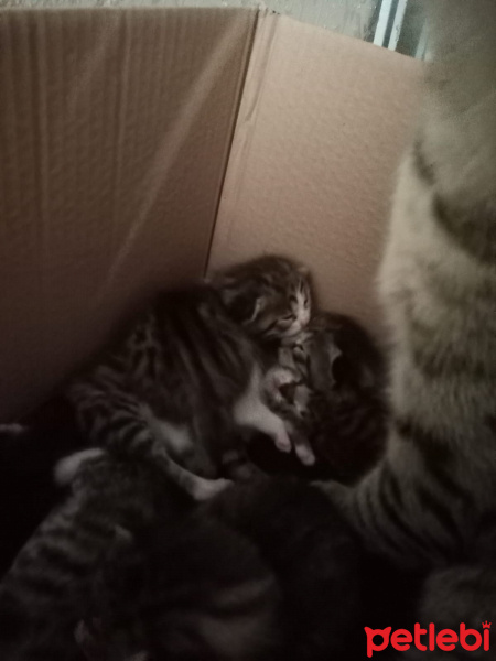Tekir Kedi, Kedi  7 KEDİ YAVRUSU SÜTTEN KESİLİNCE SAHİPLENDİRİLECEK fotoğrafı