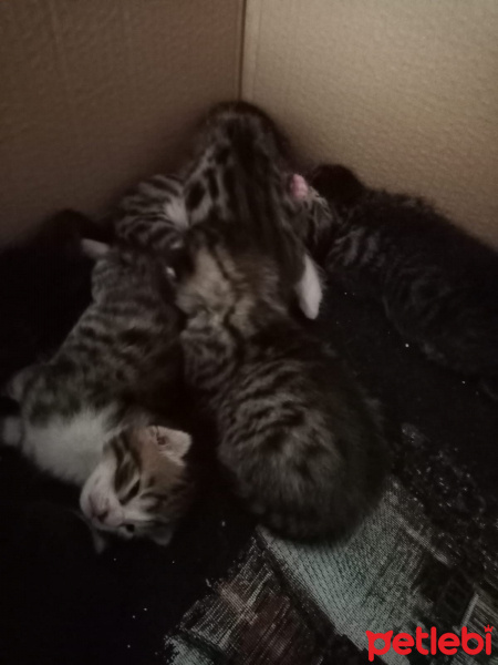 Tekir Kedi, Kedi  7 KEDİ YAVRUSU SÜTTEN KESİLİNCE SAHİPLENDİRİLECEK fotoğrafı