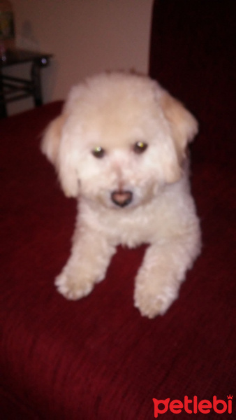 Poodle(Standart Kaniş), Köpek  Oli fotoğrafı