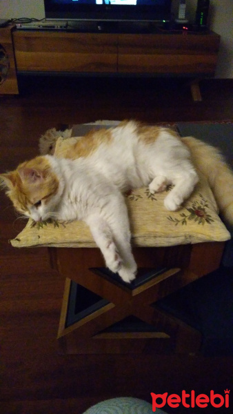 Soke, Kedi  Ponçik fotoğrafı