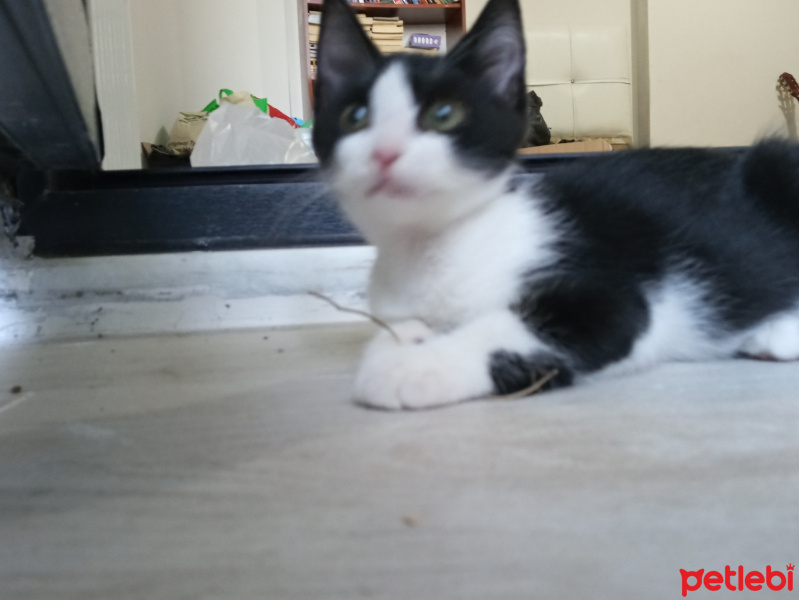 Tekir Kedi, Kedi  Sheeta fotoğrafı