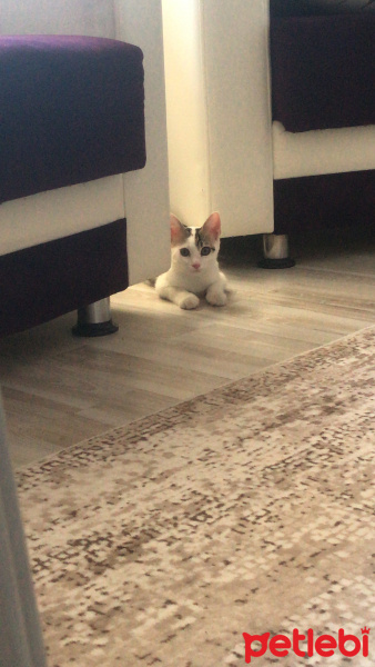 Tekir Kedi, Kedi  milka fotoğrafı