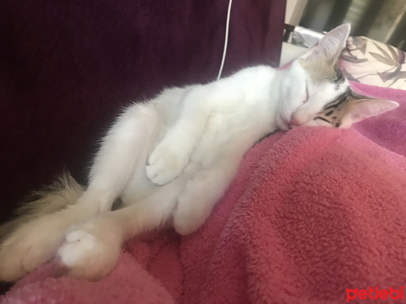 Tekir Kedi, Kedi  milka fotoğrafı