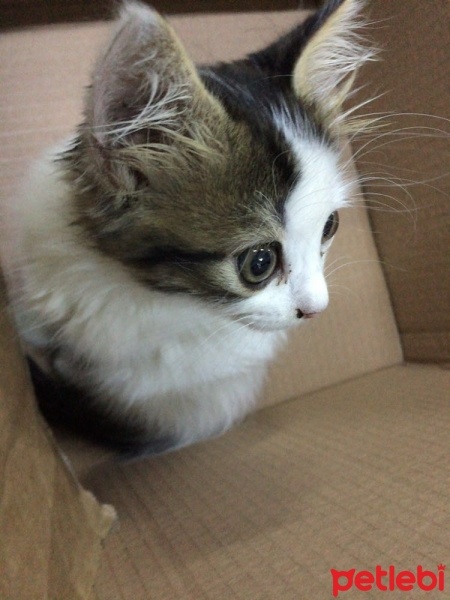 Chinchilla, Kedi  Çakıl fotoğrafı