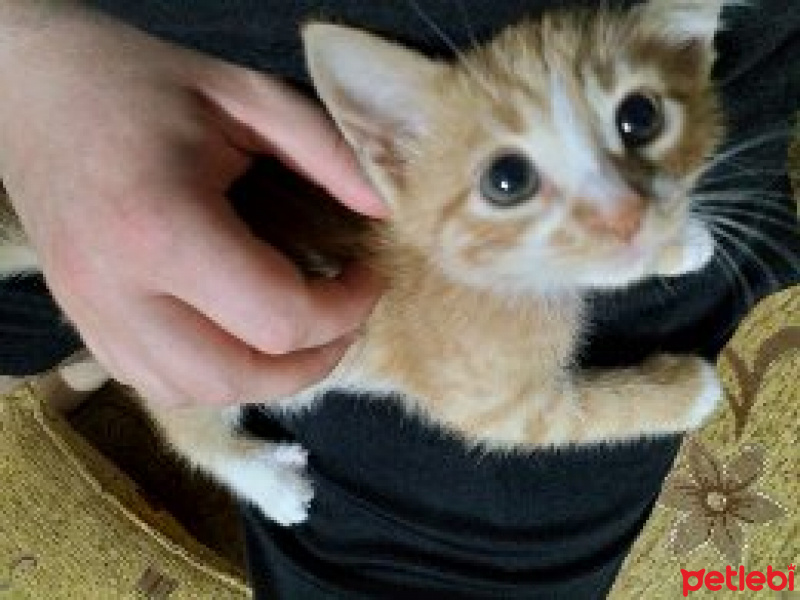 Sarman, Kedi  Mia fotoğrafı