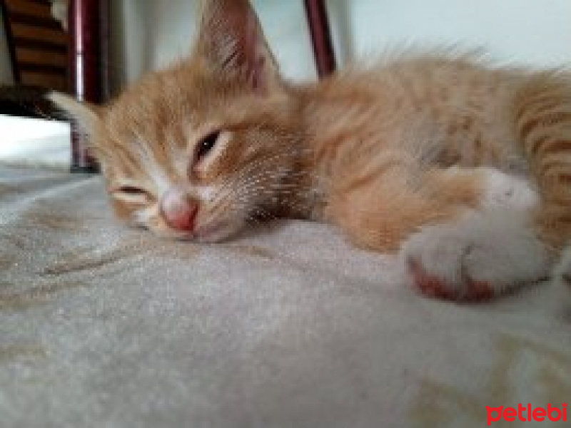 Sarman, Kedi  Mia fotoğrafı
