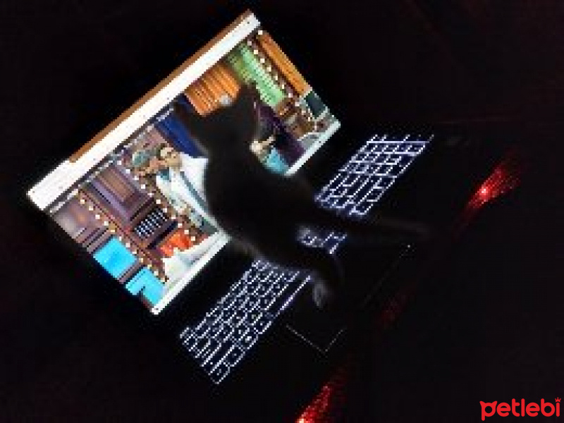 Sarman, Kedi  Mia fotoğrafı