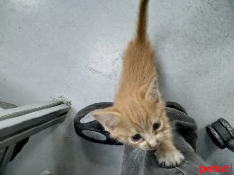 Sarman, Kedi  Mia fotoğrafı