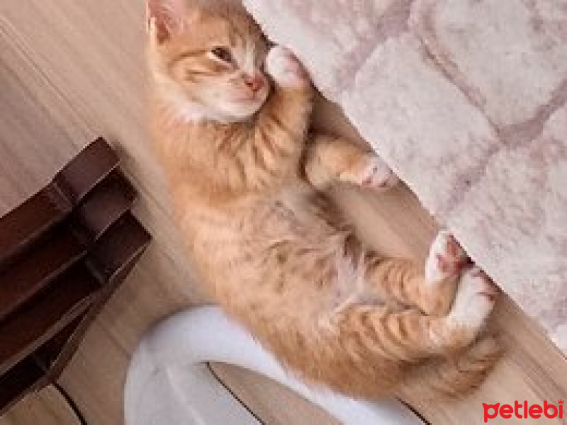 Sarman, Kedi  Mia fotoğrafı
