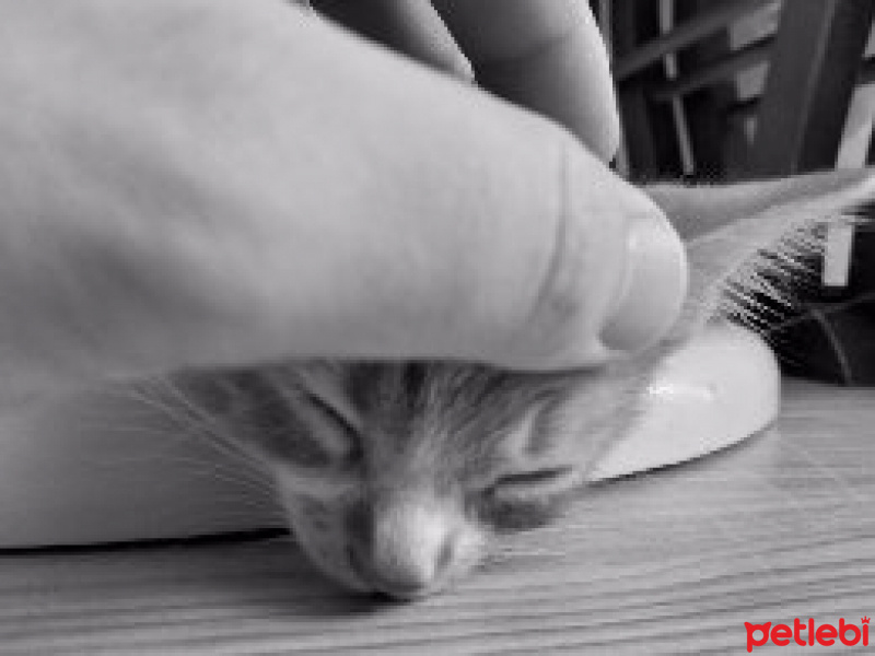 Sarman, Kedi  Mia fotoğrafı
