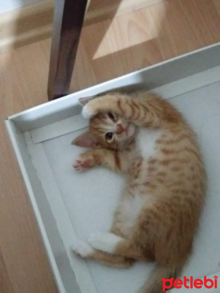 Sarman, Kedi  Mia fotoğrafı