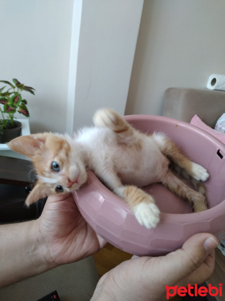 Sarman, Kedi  Pofuduk fotoğrafı