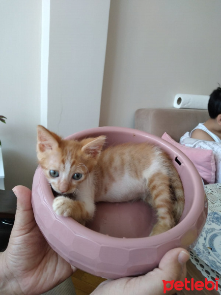 Sarman, Kedi  Pofuduk fotoğrafı