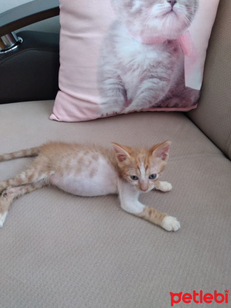 Sarman, Kedi  Pofuduk fotoğrafı