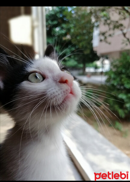 Tuxedo (Smokin) Kedi, Kedi  Cemil fotoğrafı