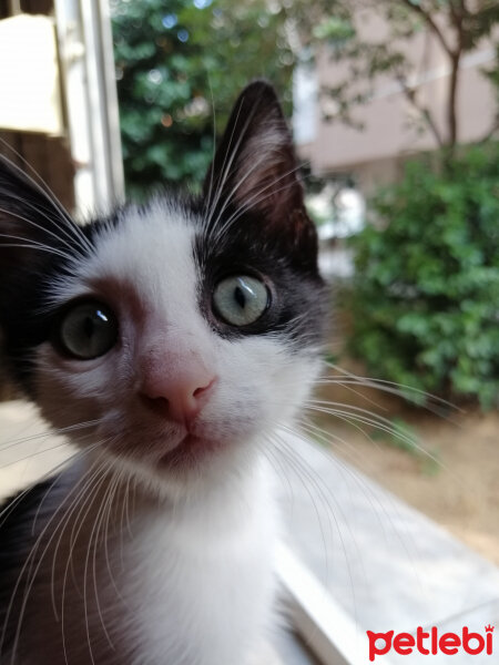 Tuxedo (Smokin) Kedi, Kedi  Cemil fotoğrafı