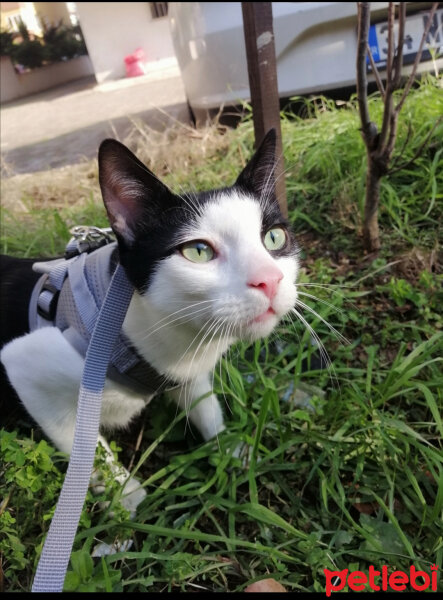 Tuxedo (Smokin) Kedi, Kedi  Cemil fotoğrafı