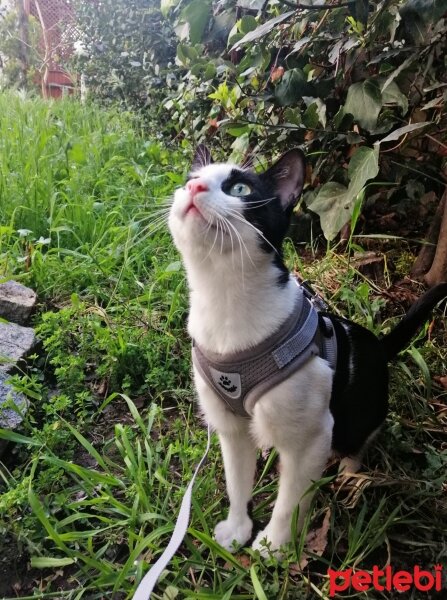 Tuxedo (Smokin) Kedi, Kedi  Cemil fotoğrafı