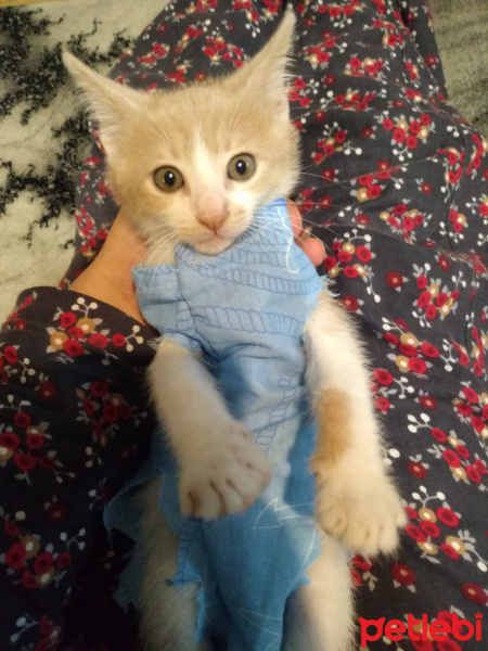 Tekir Kedi, Kedi  Boncuk fotoğrafı