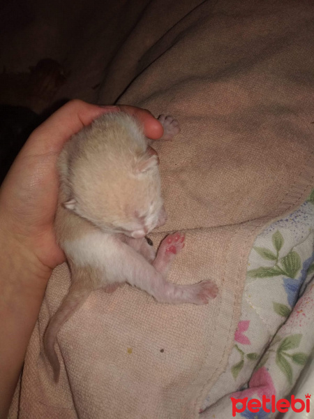 Tekir Kedi, Kedi  Boncuk fotoğrafı