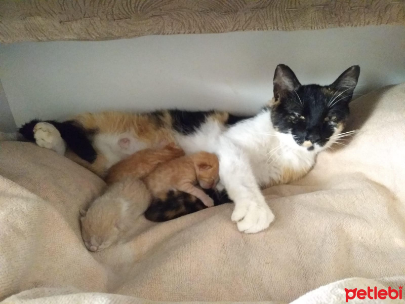 Tekir Kedi, Kedi  Boncuk fotoğrafı