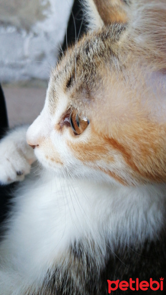 Tekir Kedi, Kedi  Mimi fotoğrafı