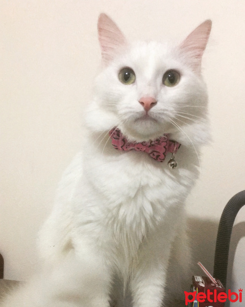 Tekir Kedi, Kedi  Süt fotoğrafı