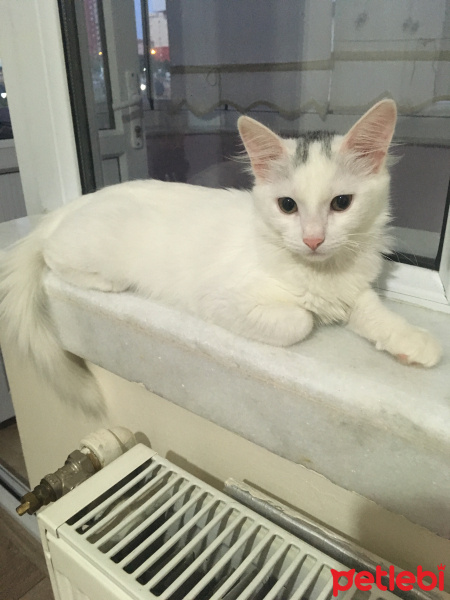 Tekir Kedi, Kedi  Süt fotoğrafı