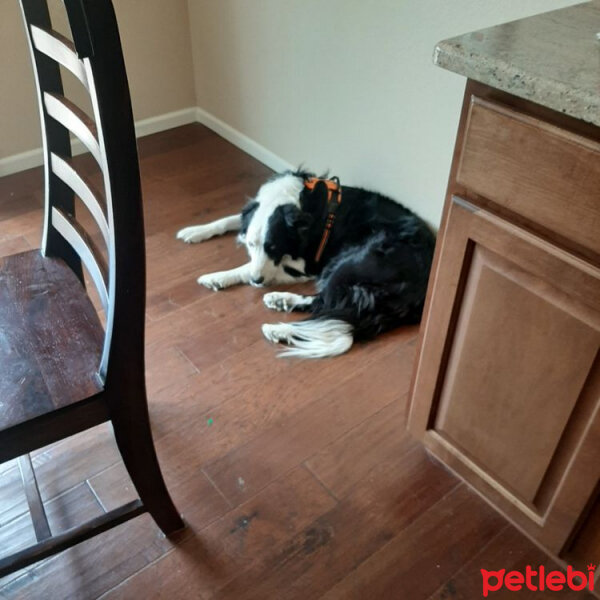 Border Collie, Köpek  Daisy fotoğrafı