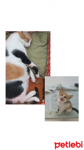 Tekir Kedi, Kedi  Badem fotoğrafı