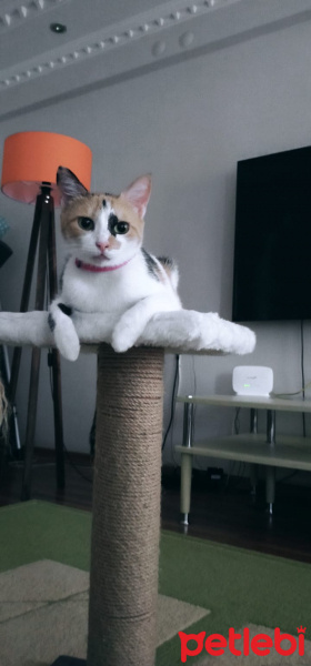 Tekir Kedi, Kedi  Badem fotoğrafı