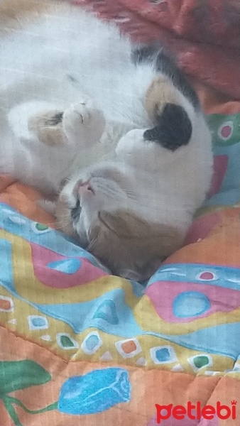 Tekir Kedi, Kedi  Badem fotoğrafı