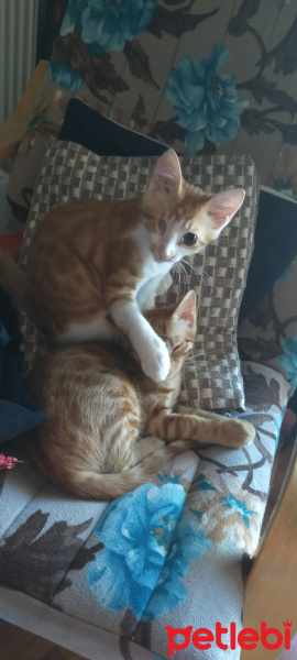 Tekir Kedi, Kedi  Dobişko fotoğrafı