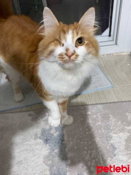 Tekir Kedi, Kedi  Dobişko fotoğrafı