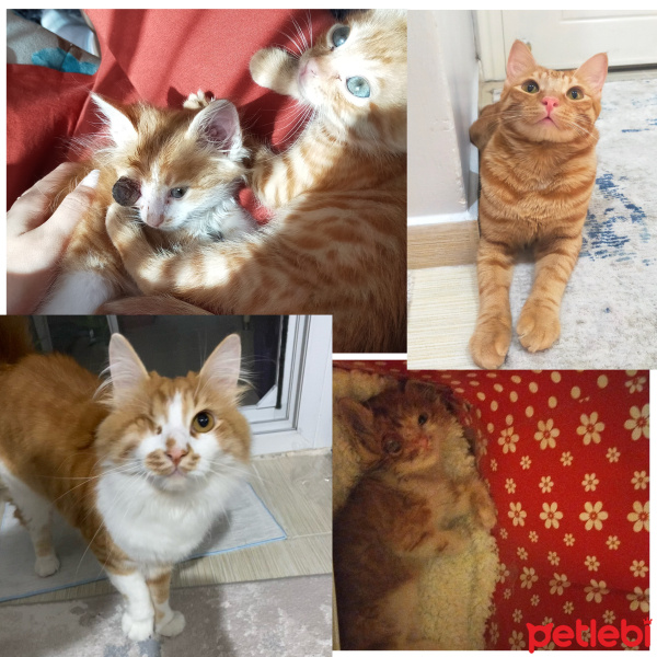 Tekir Kedi, Kedi  Dobişko fotoğrafı