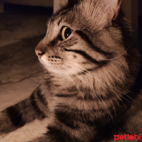 Maine Coon, Kedi  Rüzgar fotoğrafı