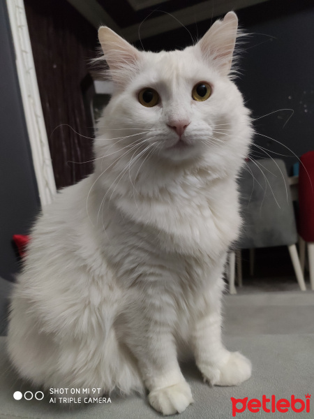 Maine Coon, Kedi  Rüzgar fotoğrafı