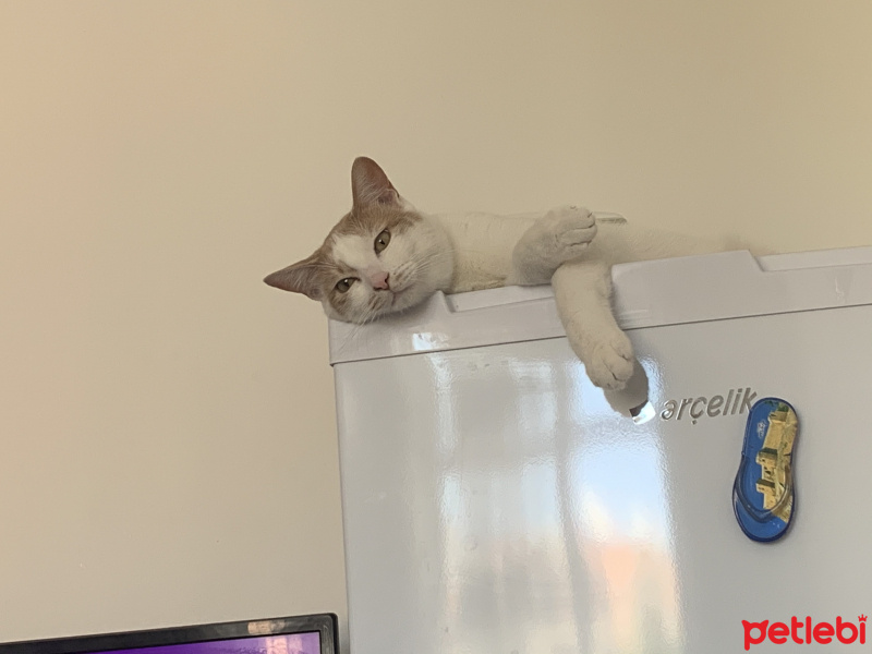 Tekir Kedi, Kedi  Bıdık fotoğrafı