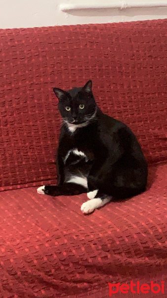 Tuxedo (Smokin) Kedi, Kedi  Ninja fotoğrafı