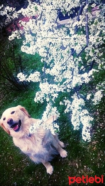 Golden Retriever, Köpek  Mira fotoğrafı
